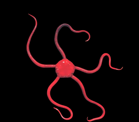 Red Bahama Serpent Sea Star