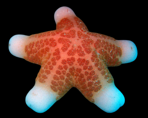 Granulated Sea Star