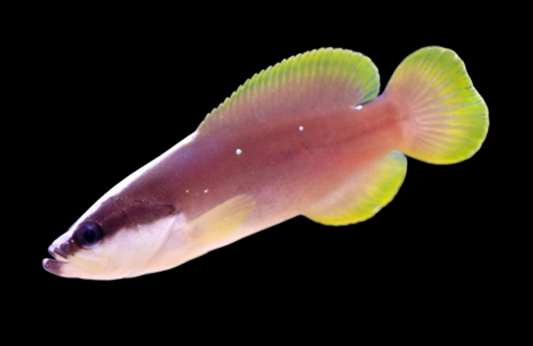 Soapfish Grouper