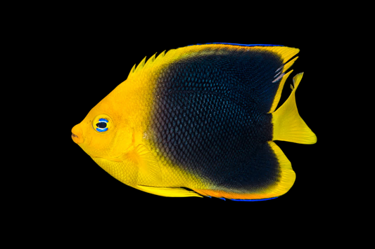 Rock Beauty Angelfish