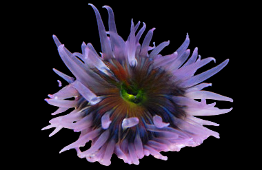 Japanese Green Flower Anemone
