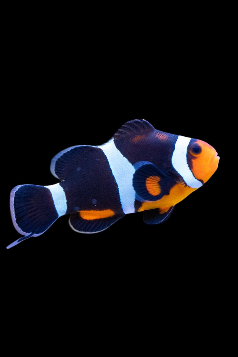 Black & White Ocellaris Clownfish
