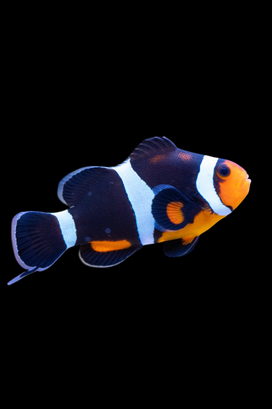Black & White Ocellaris Clownfish