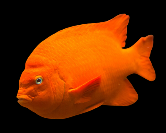 Garibaldi Damselfish