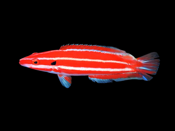 Blackspot Candycane Hogfish