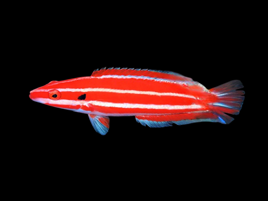 Blackspot Candycane Hogfish