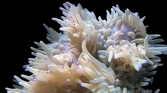 Beaded Anemone