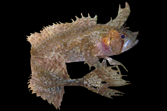 Southern Crested Weedfish