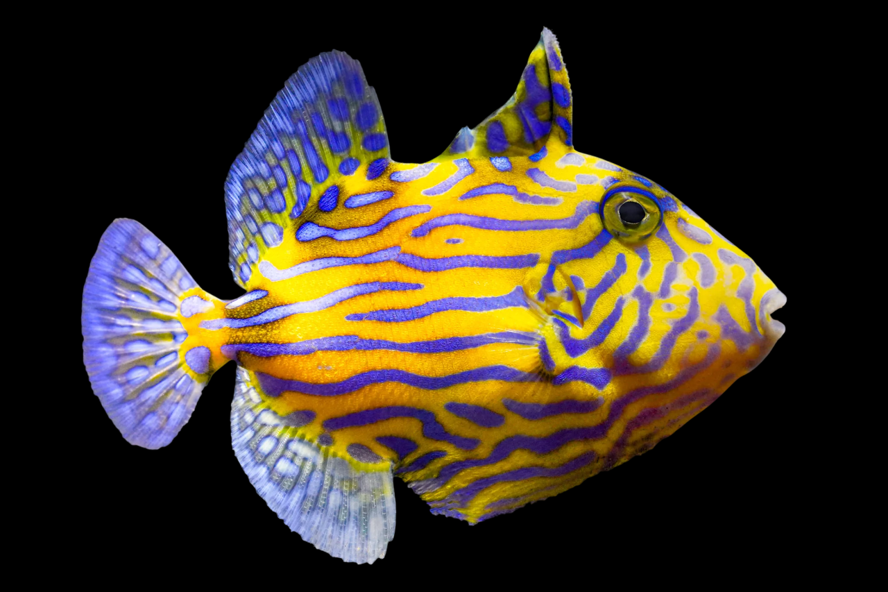 Blue Line Triggerfish