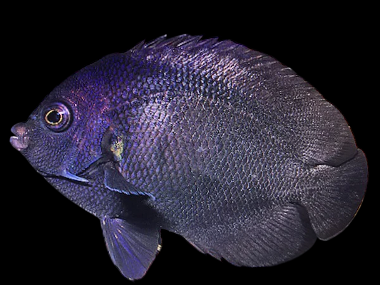 Black Nox Angelfish