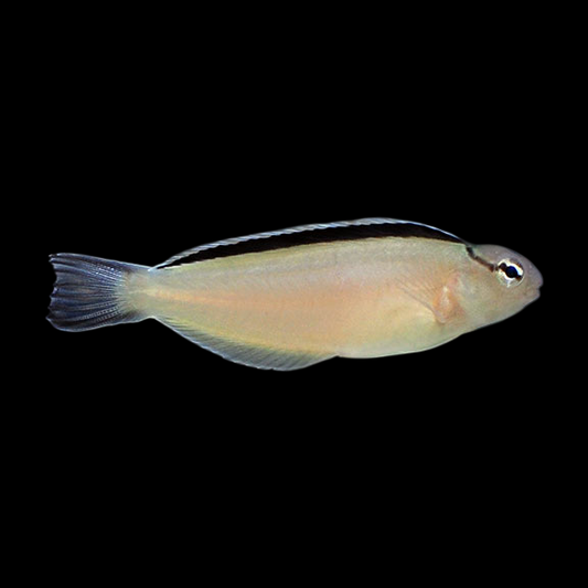 Smith's Blenny