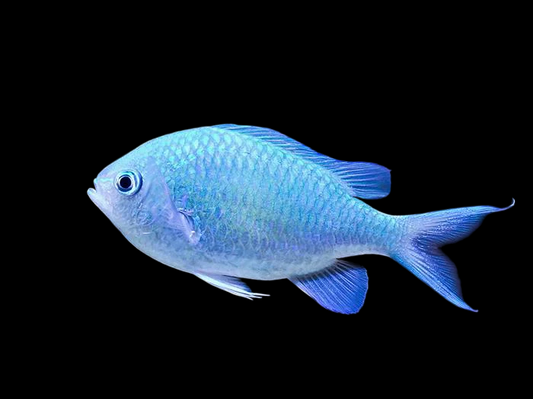 Blue Green Reef Chromis