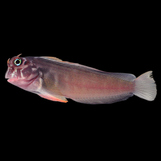 Atlantic Redlip Blenny