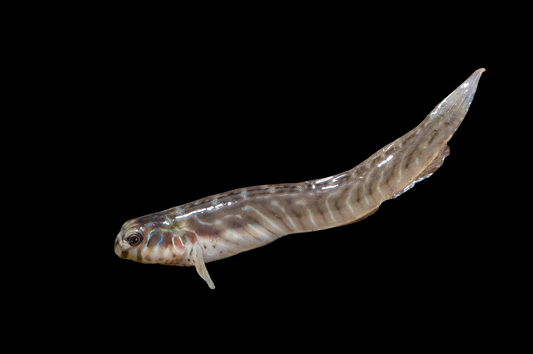 Cloister Blenny