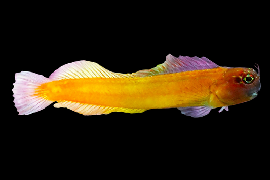 Gulf Blenny, Juvenile