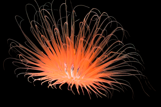 Orange Tube Anemone