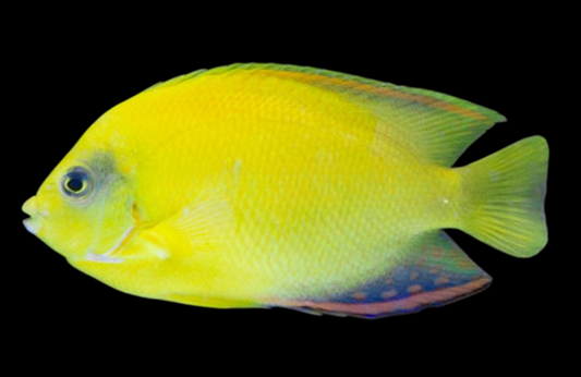 Ultra Angelfish