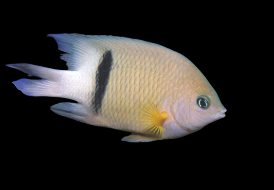 Blackbar Devil Damselfish