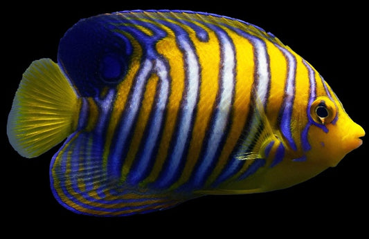 Regal Angelfish, Misbar Orange