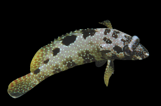 White Speckled Grouper