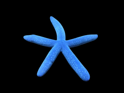 Blue Linckia Sea Star