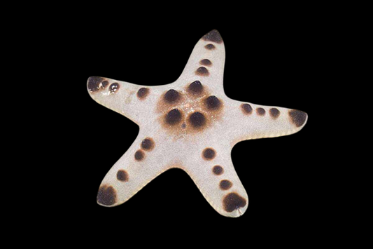 Chocolate Chip Sea Star