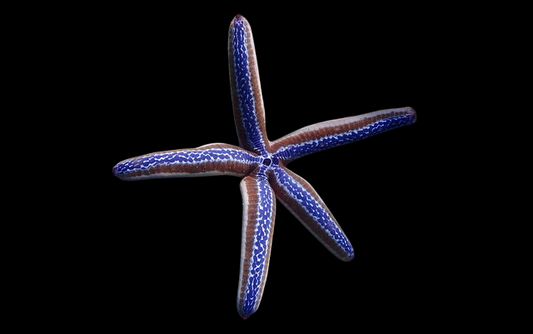 Colored Phataria Sea Star