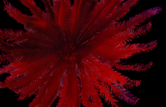 Blood Red Feather Sea Lily