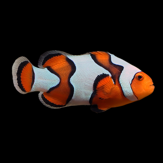 DaVinci Ocellaris Clownfish, Extreme