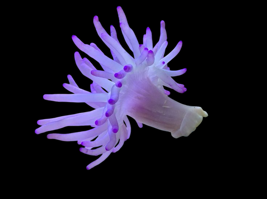 Purple Reef Anemone