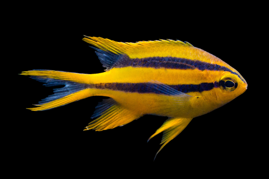 Black & Gold Chromis