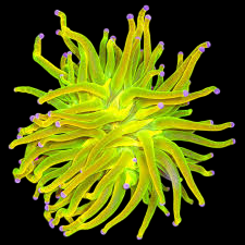 Neon Japanese Anemone