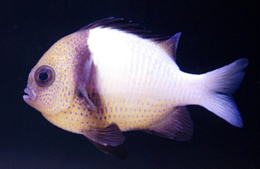 Cloudy Damselfish