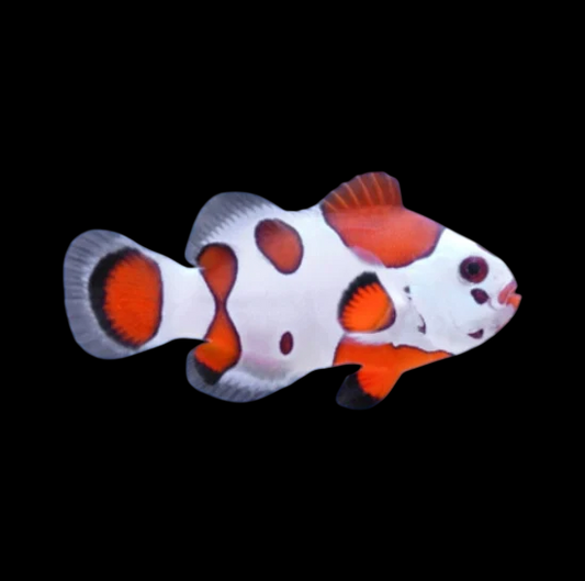 Tangerine Albino Storm Ocellaris Clownfish