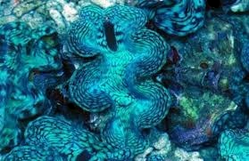 Blue Squamosa Clam