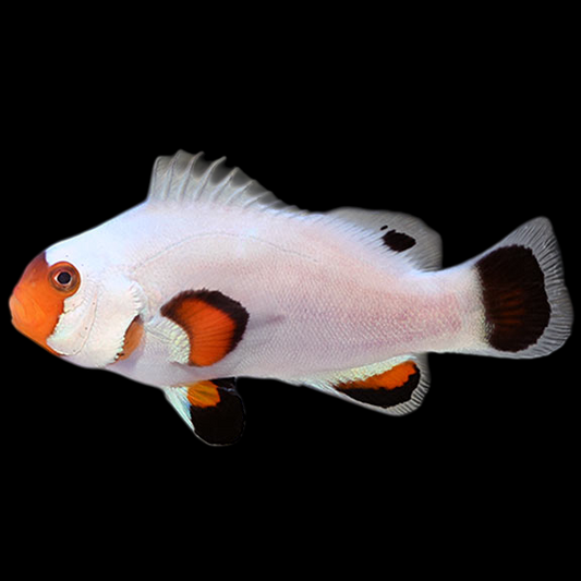 Wyoming White Ocellaris Clownfish