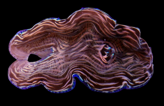 Blue Rim Derasa Clam