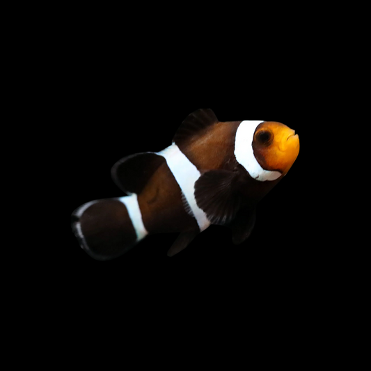 Longfin Phantom Ocellaris Clownfish