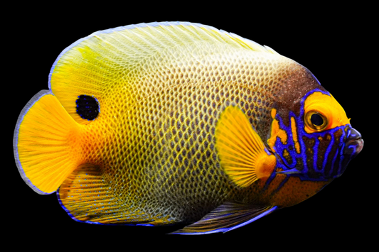 Blueface Angelfish, Adult