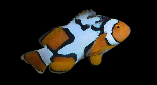 Nebula Percula Clownfish