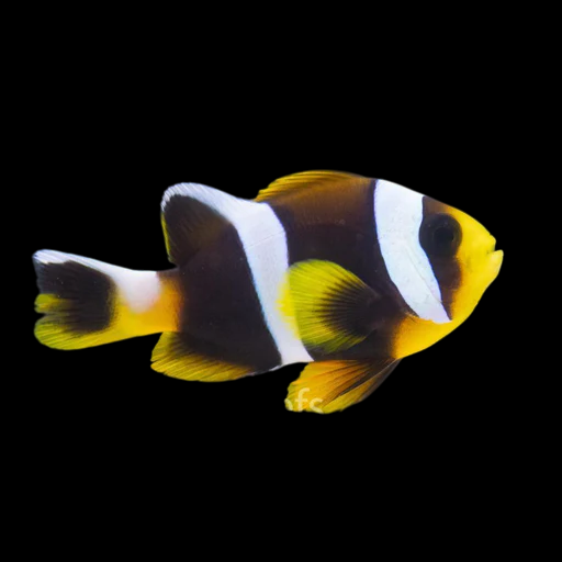 Latezonatus Clownfish