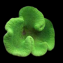 Metallic Green Carpet Anemone