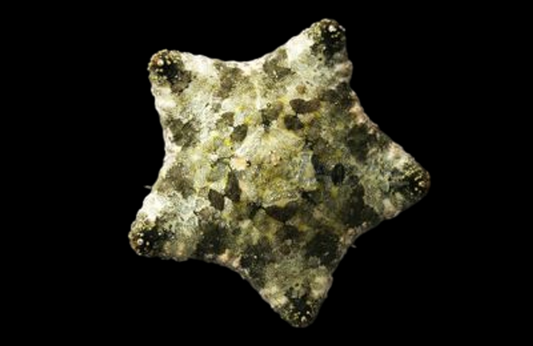 Biscuit Sea Star