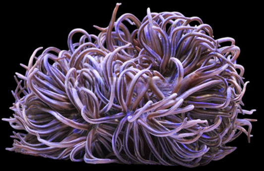 Blue/Yellow Long Tentacle Anemone