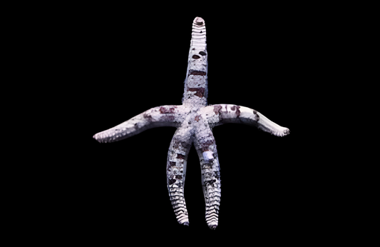 Grained Sea Star