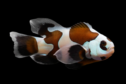 Longfin Mocha Storm Ocellaris Clownfish