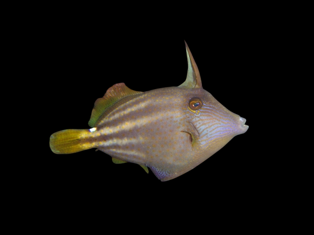 Orangespotted Filefish