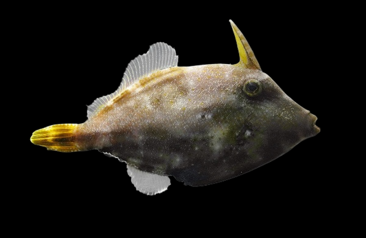 Orange Filefish