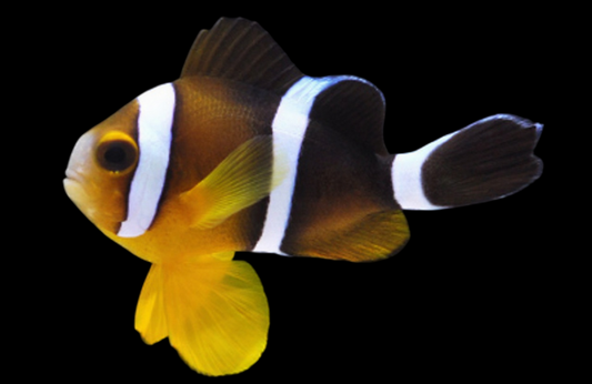 Three Stripe Clownfish