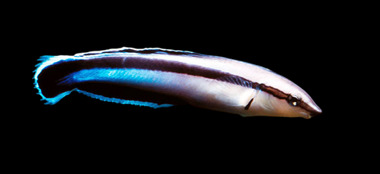 False Cleanerfish Blenny